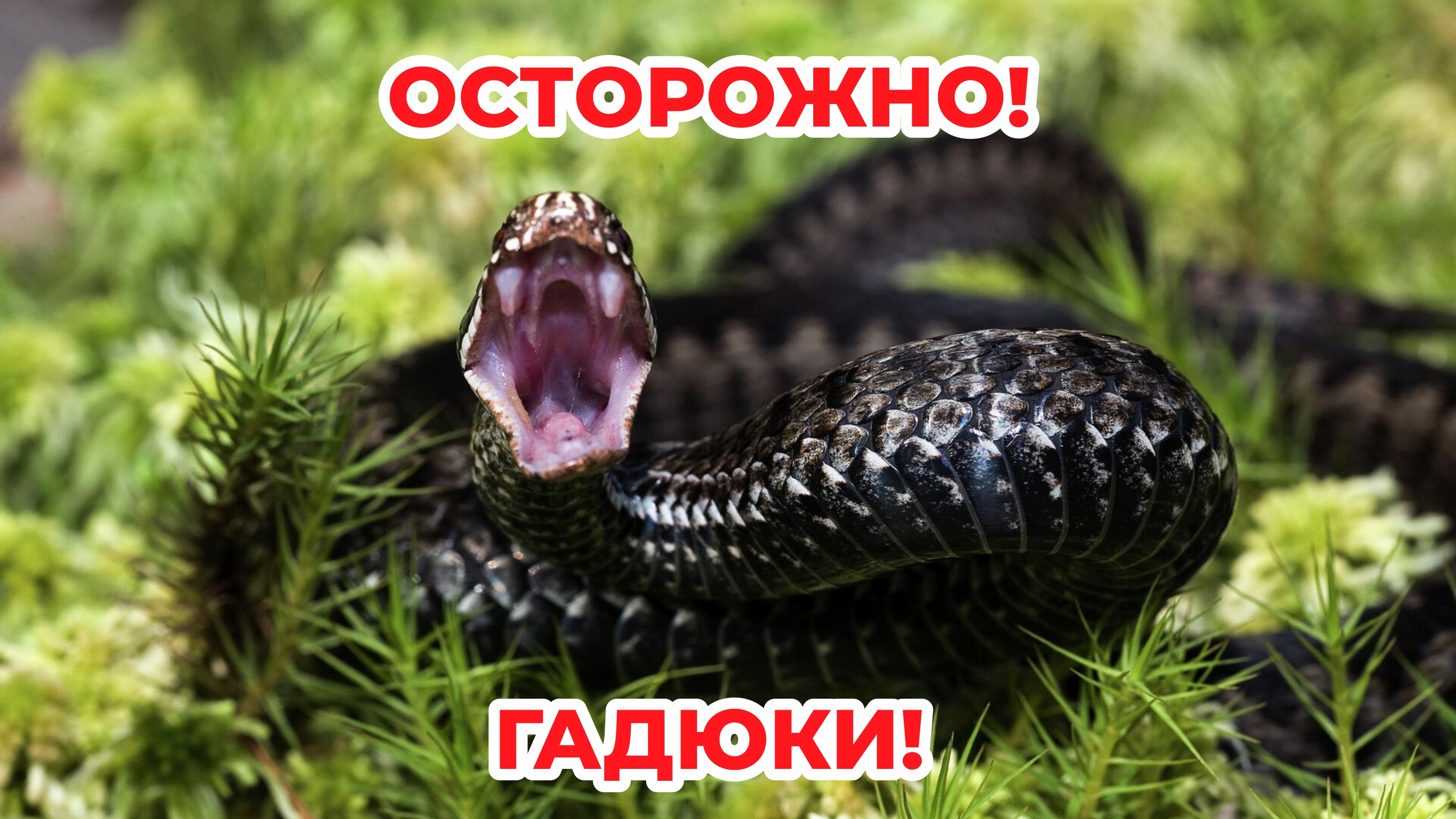 Жителям Котласского округа рассказали как защититься от змей.