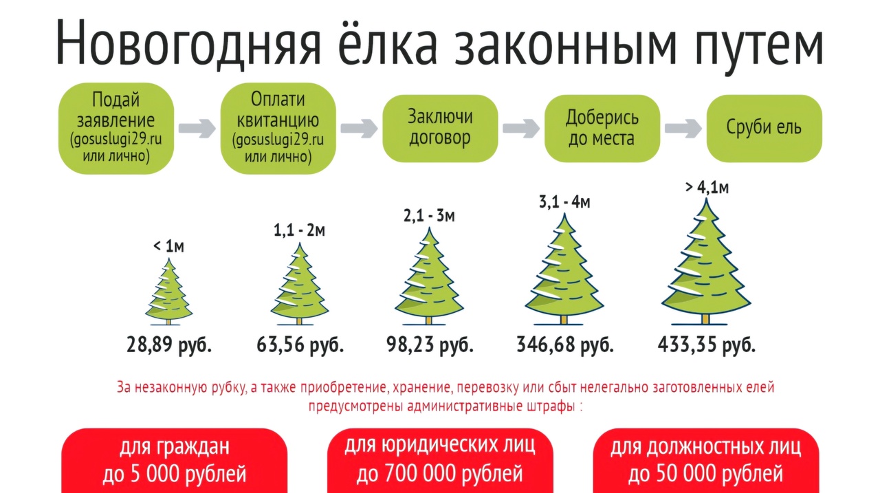 Ёлки в законе.