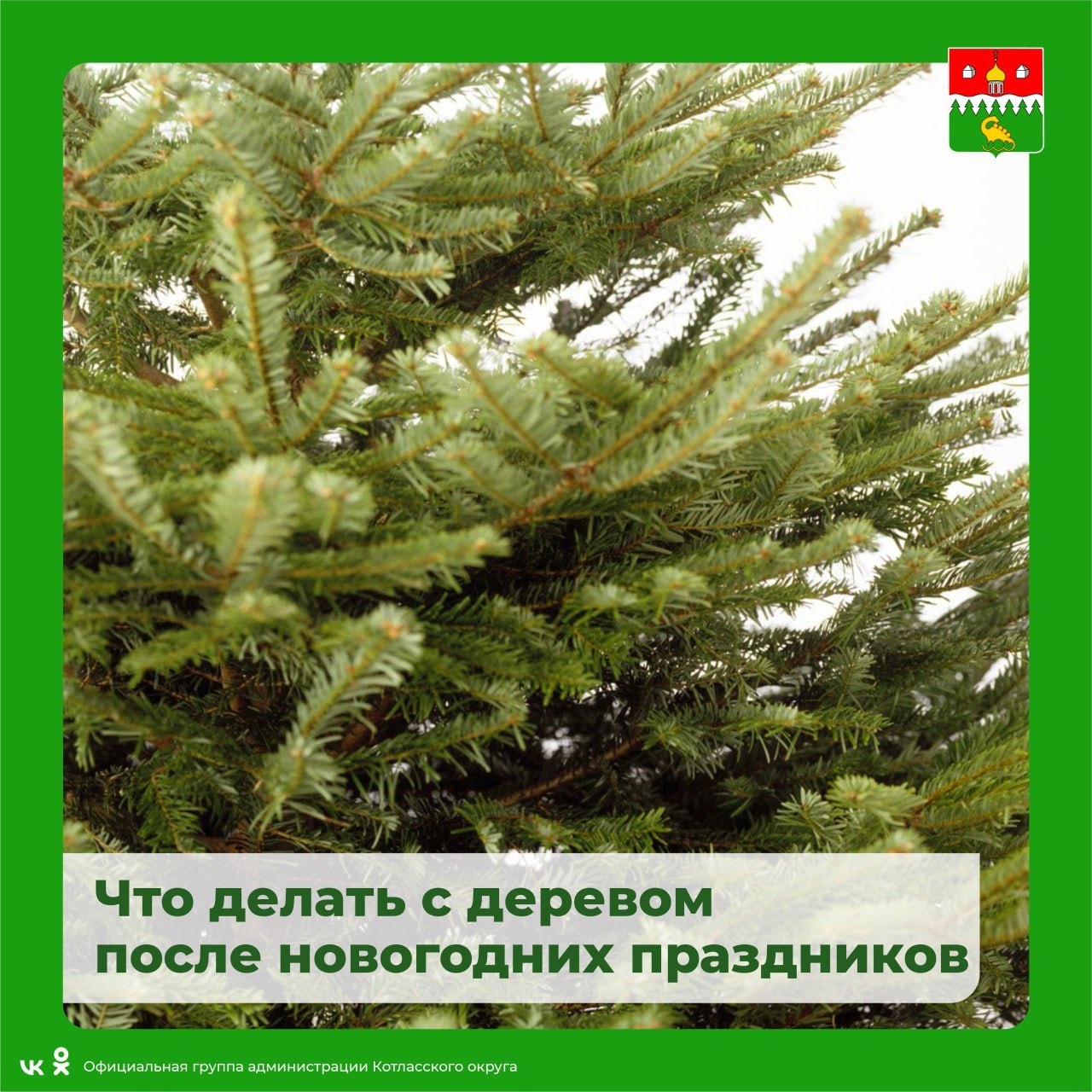 Что делать с живой елкой после новогодних праздников? Есть несколько способов.